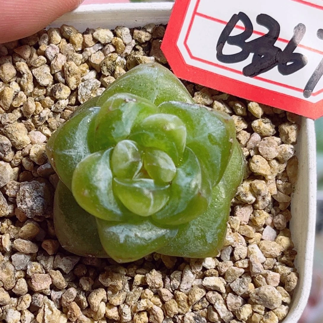 B367 一物一拍 无名