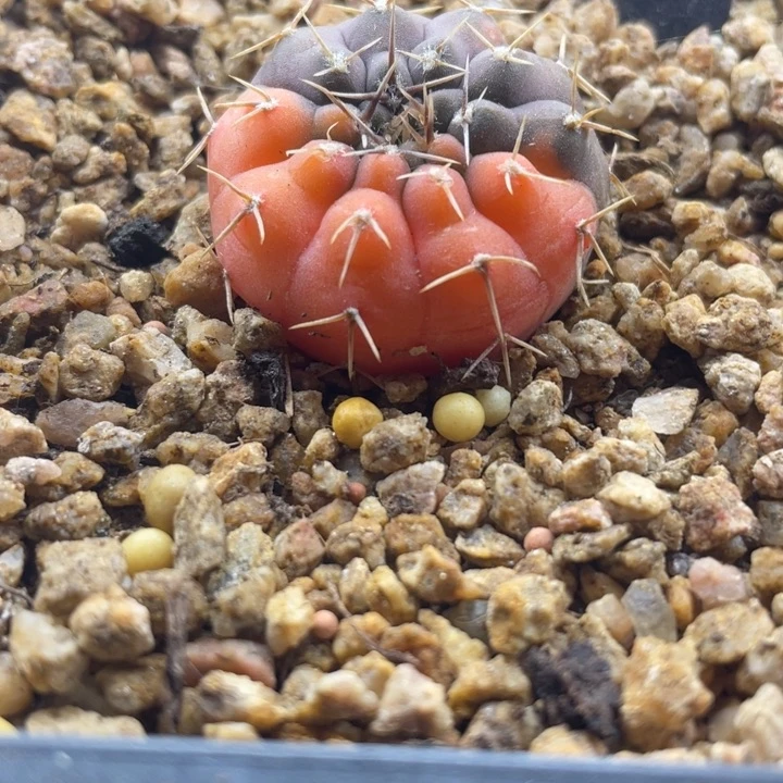 实生怪龙锦一颗包邮