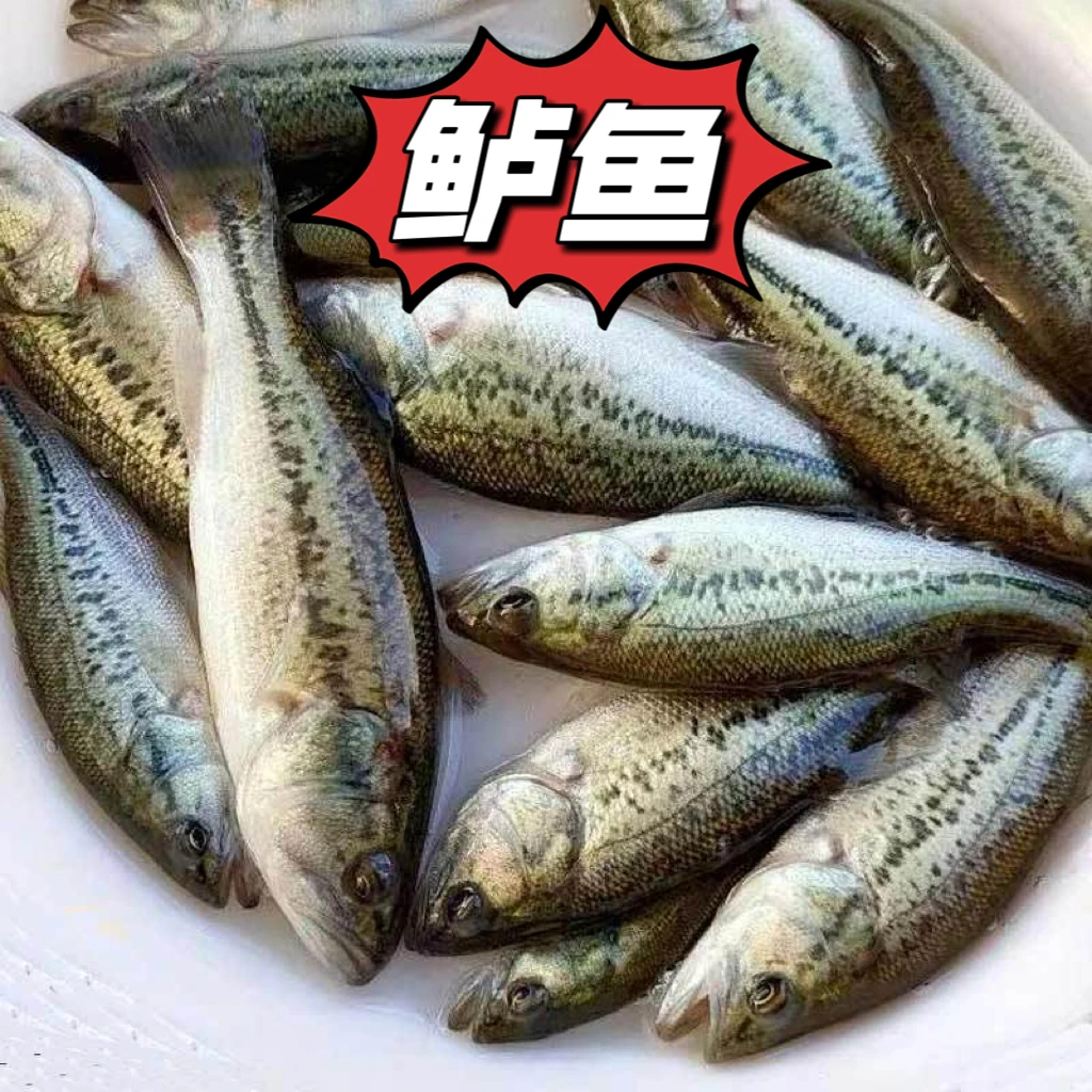 鲈鱼加州鲈鱼大口黑鲈路亚淡水养殖活体观赏鱼