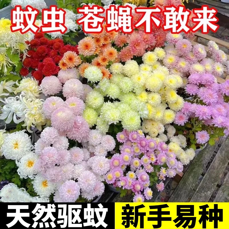 【除虫菊种子】四季播种四季多色阳台庭院种植开花春季新手可养混色