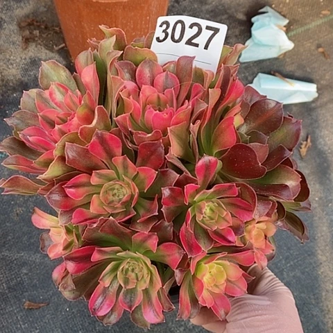 红陶3067香妃丛林小颗