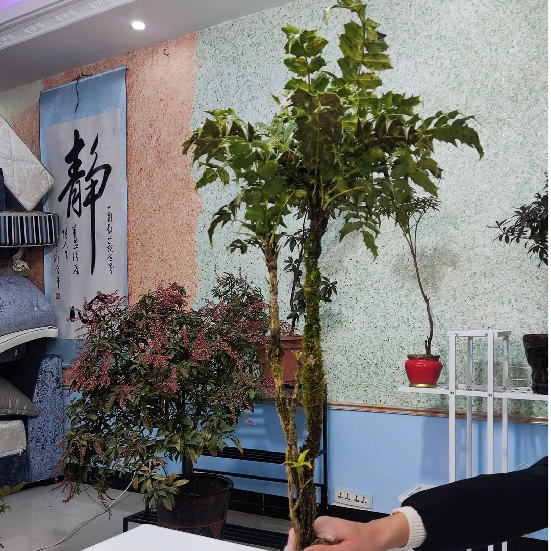 十大功劳(带原生土球)