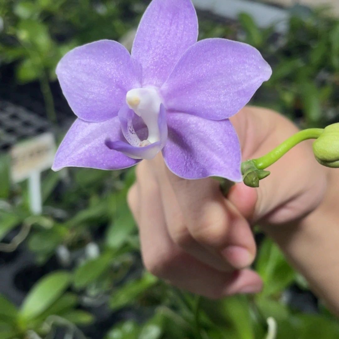完全开放28叶瑕花期不保