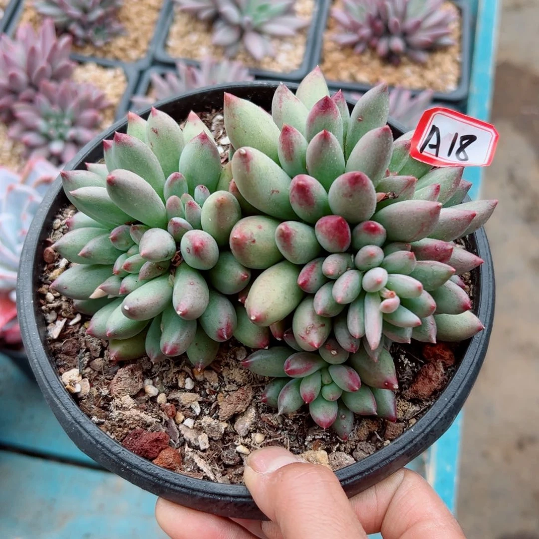 ?**?精品多肉植物老桩