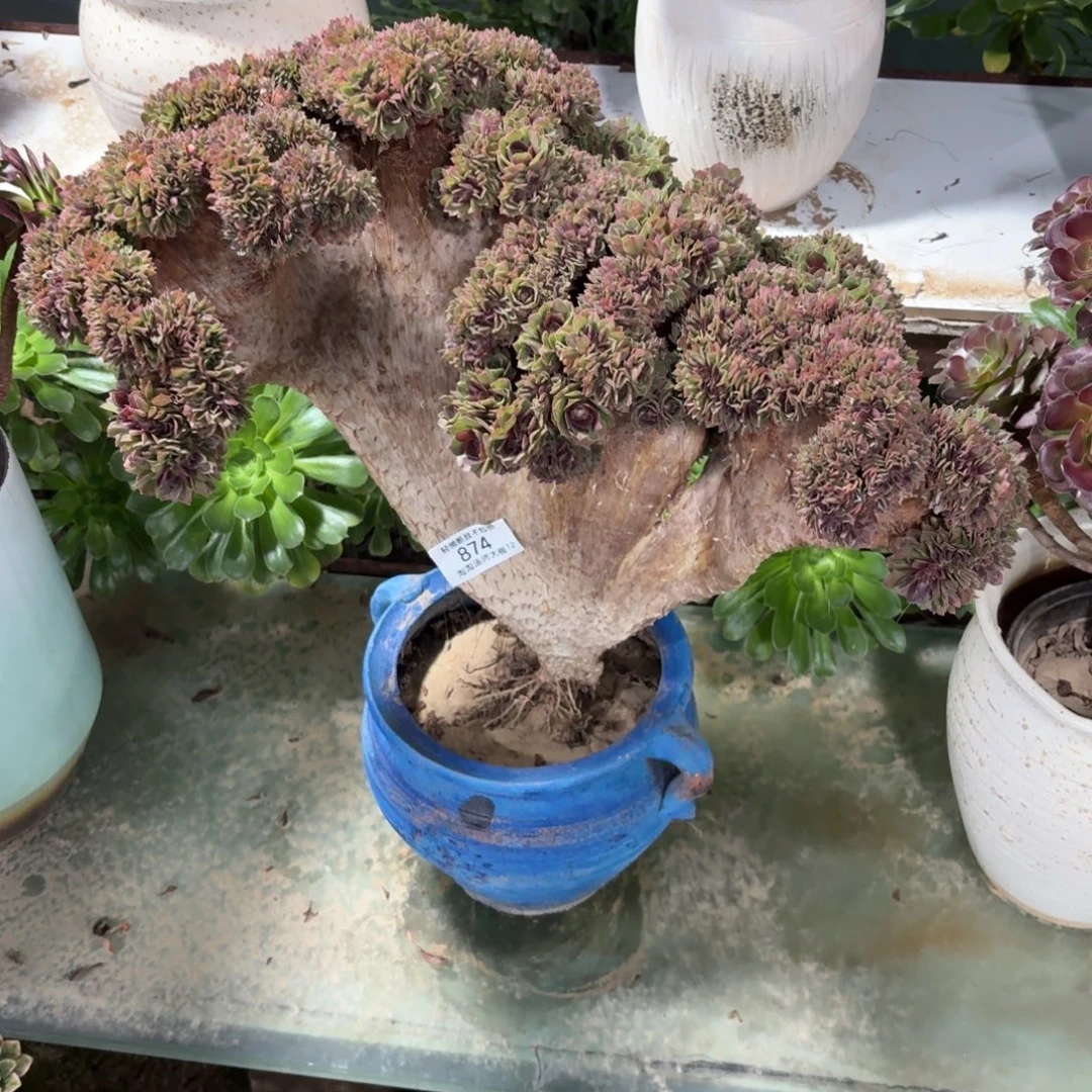 874红心沙拉碗缀化多肉植物