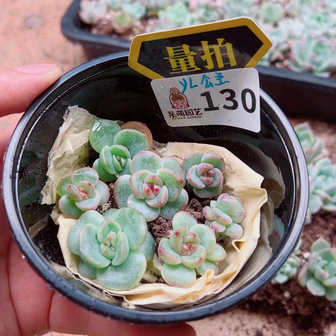 多肉植物多肉植物