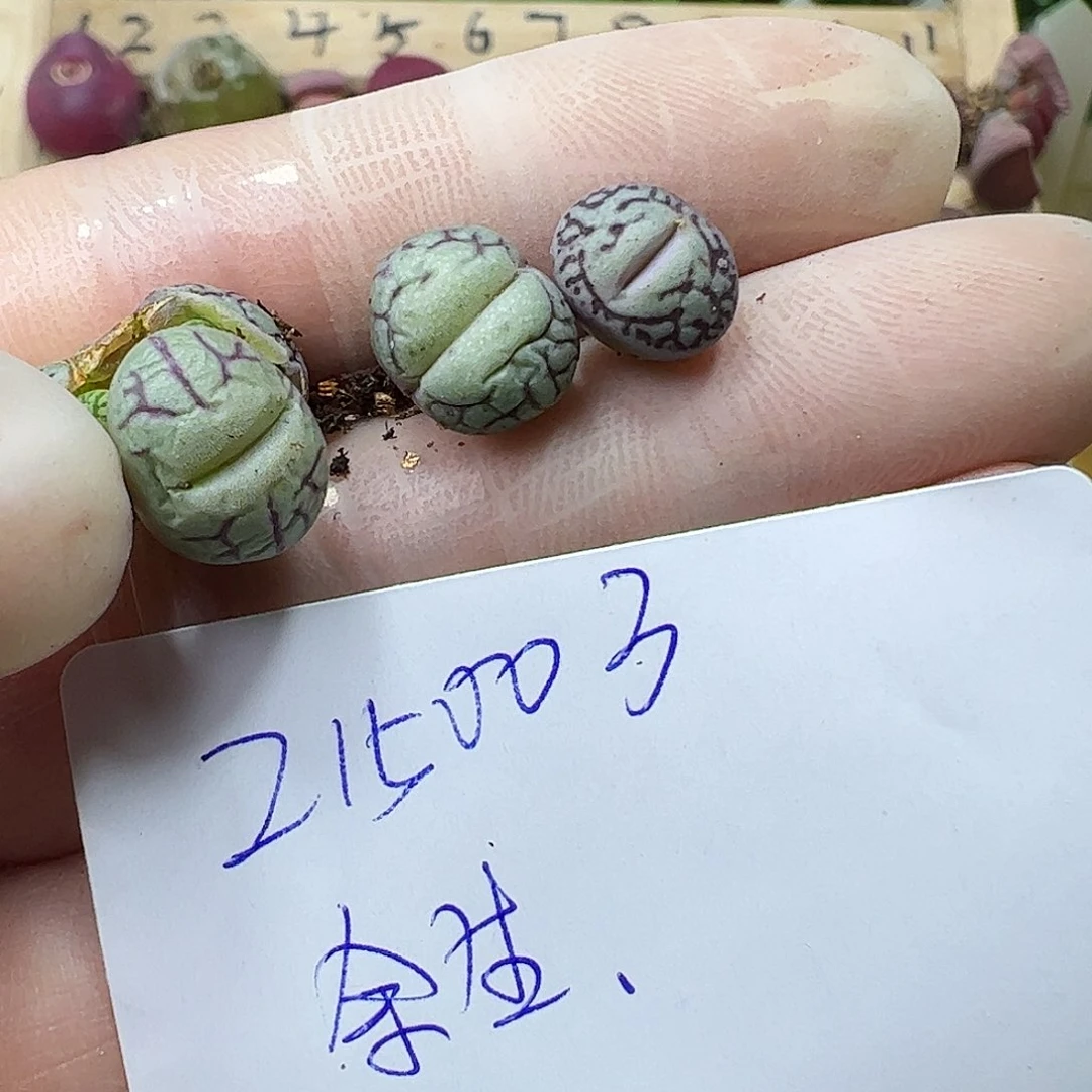 @**?215003/拿铁多肉植物馆