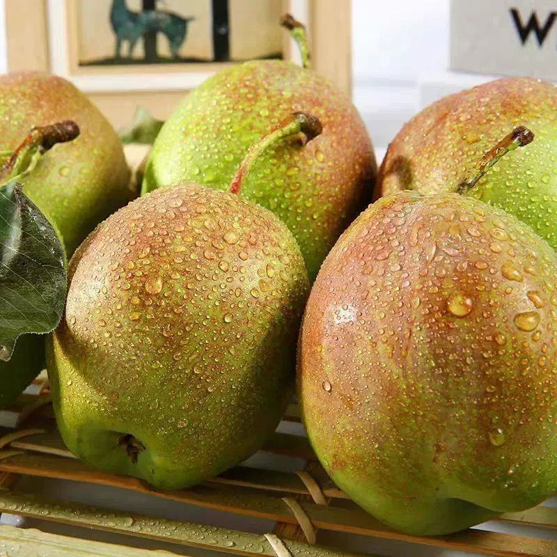 山东媚梨4.5斤 香甜多汁薄皮头茬香梨新鲜当季水果xm