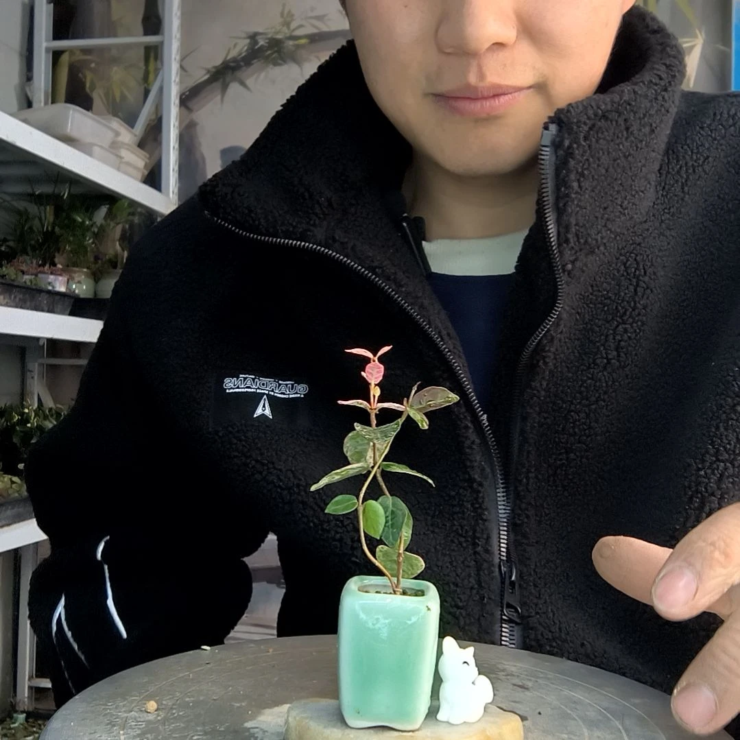 地****常小盆景小植物一物一拍126