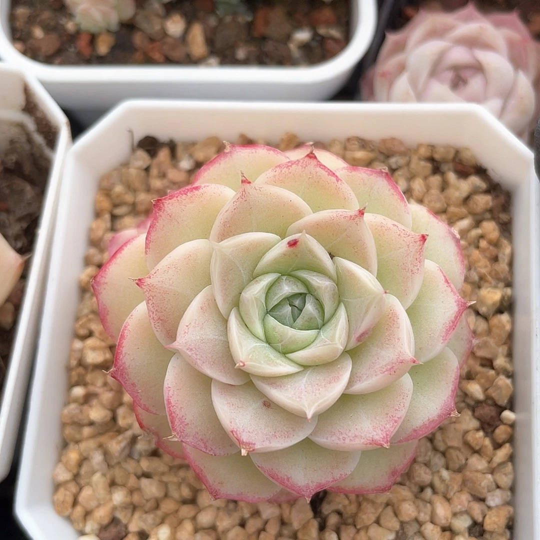 优选28号女王674