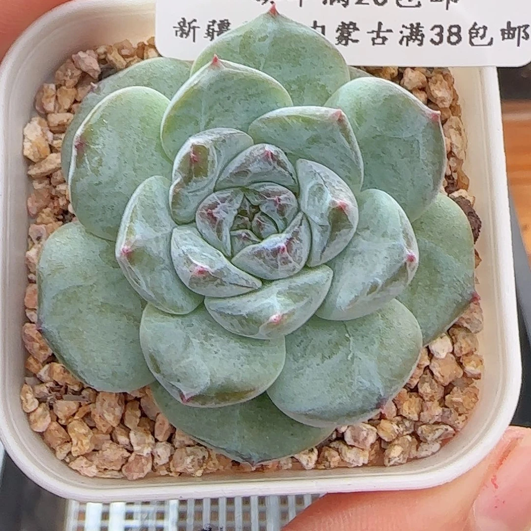 多肉0622-189糖心糖心