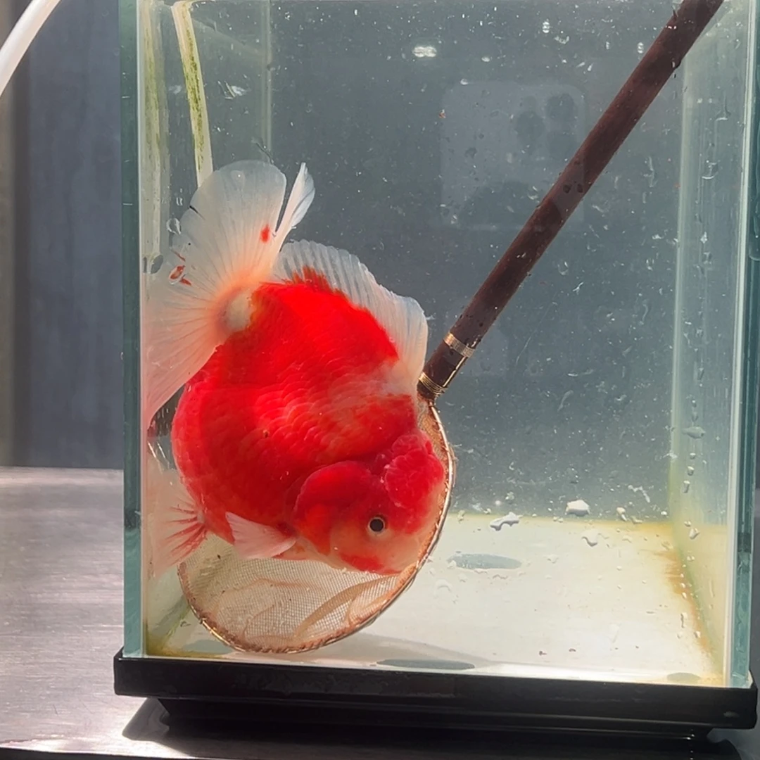 金鱼07566525455665888