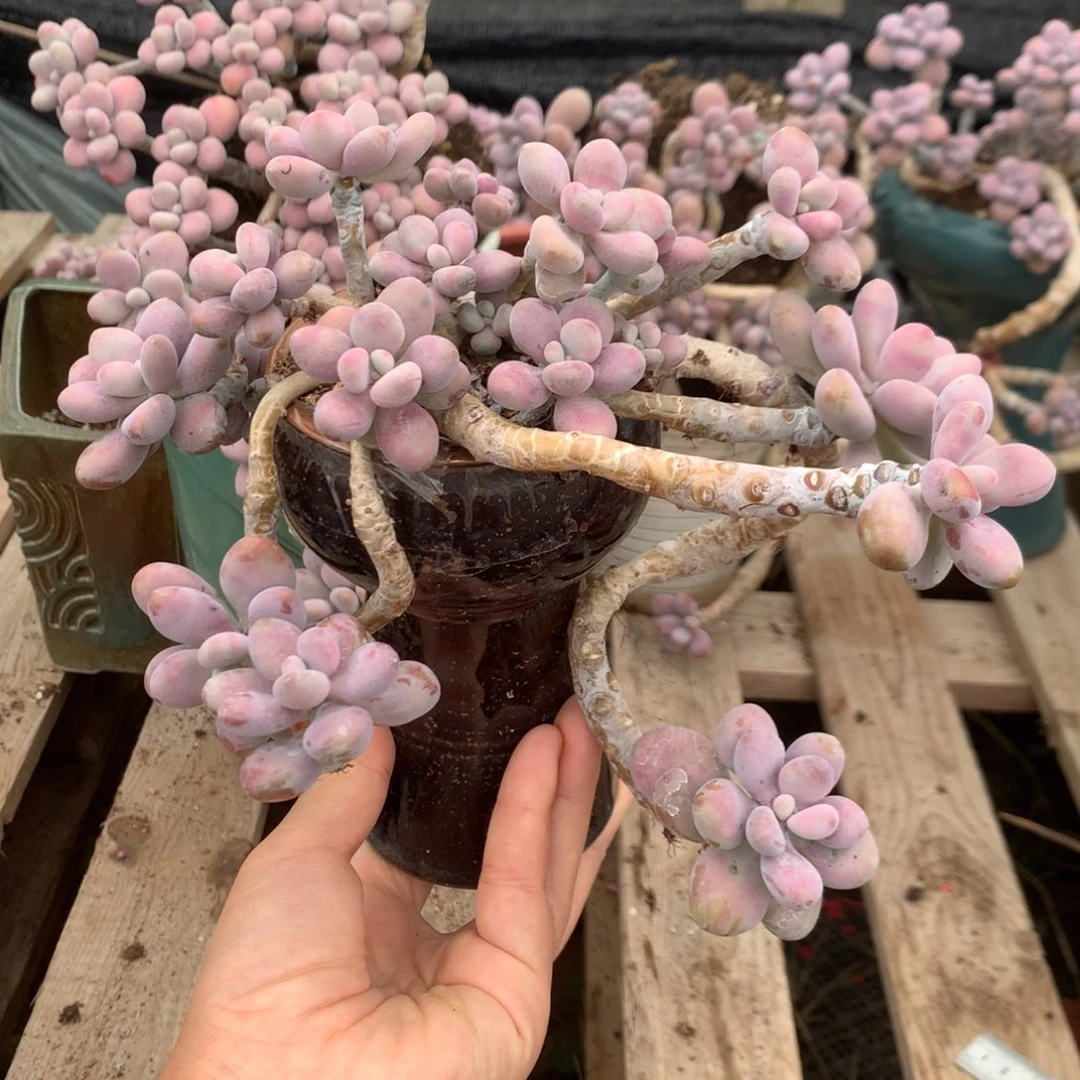 桃蛋老桩不带盆17号