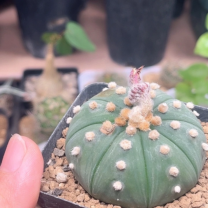 赤花兜实生球一颗