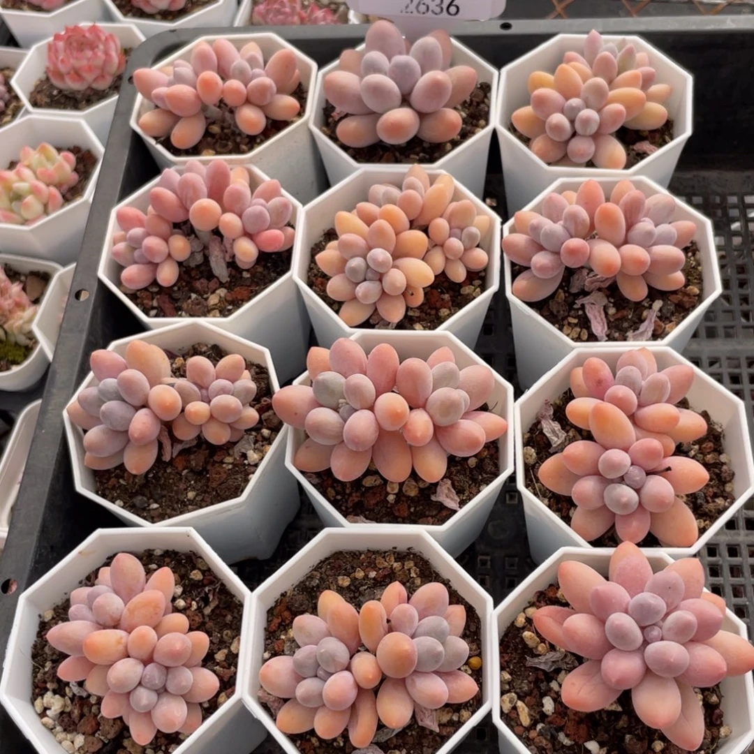 不包整散 盆子不售后2636