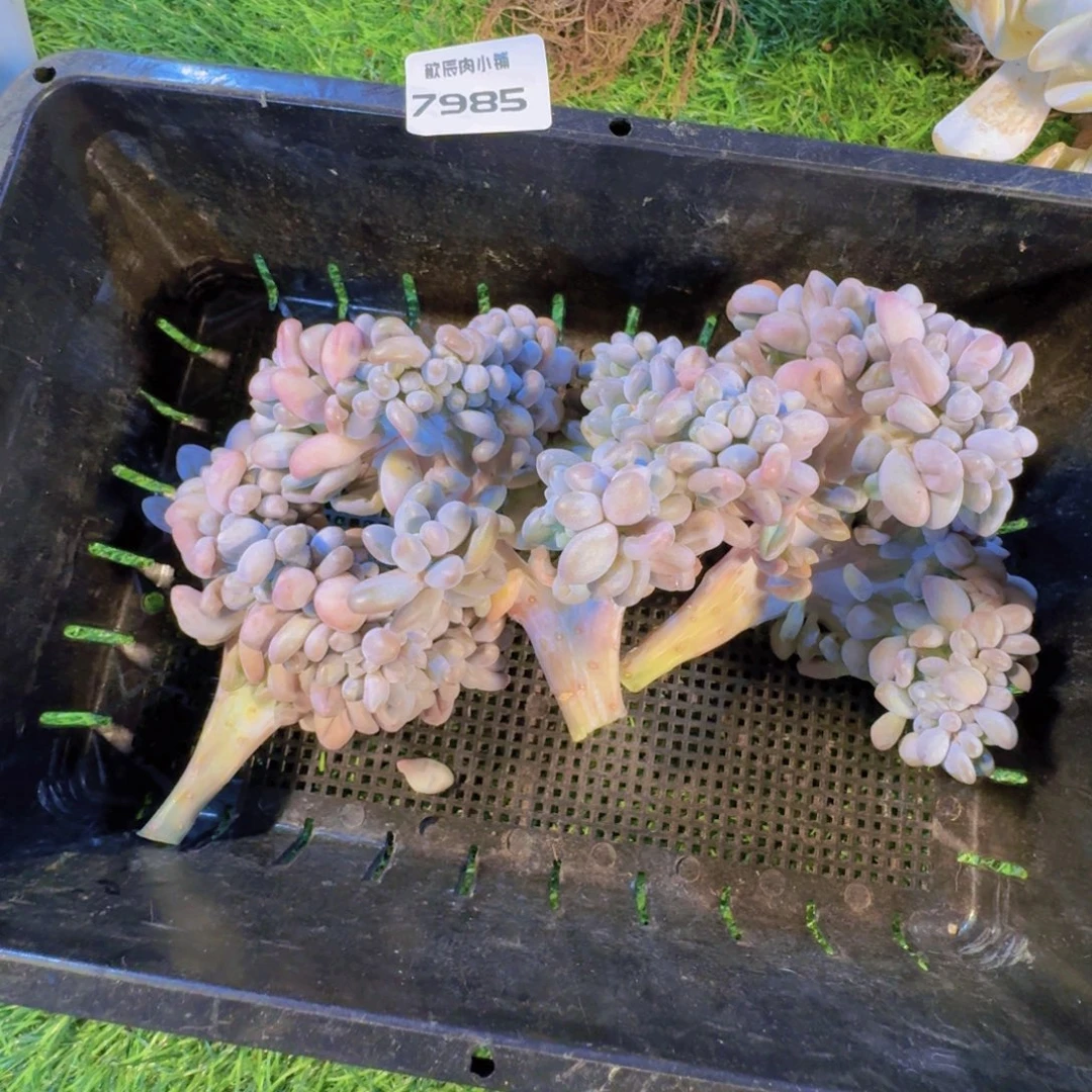 芒***朵多肉植物汤圆缀7985