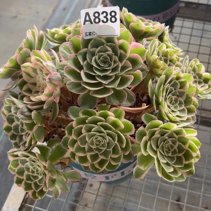 838孔雀翎25厘米左右