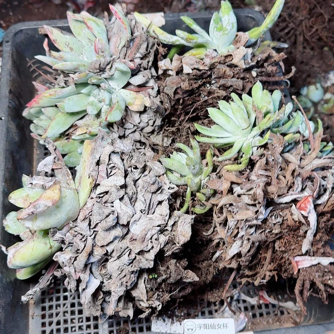 1576瑕疵框拍多肉