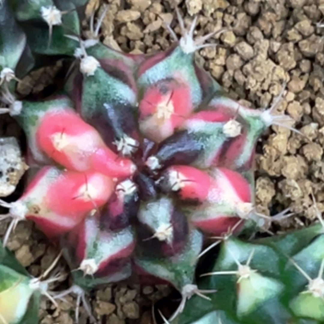 当前无花朵，栽培后可花朵虎斑米哈锦