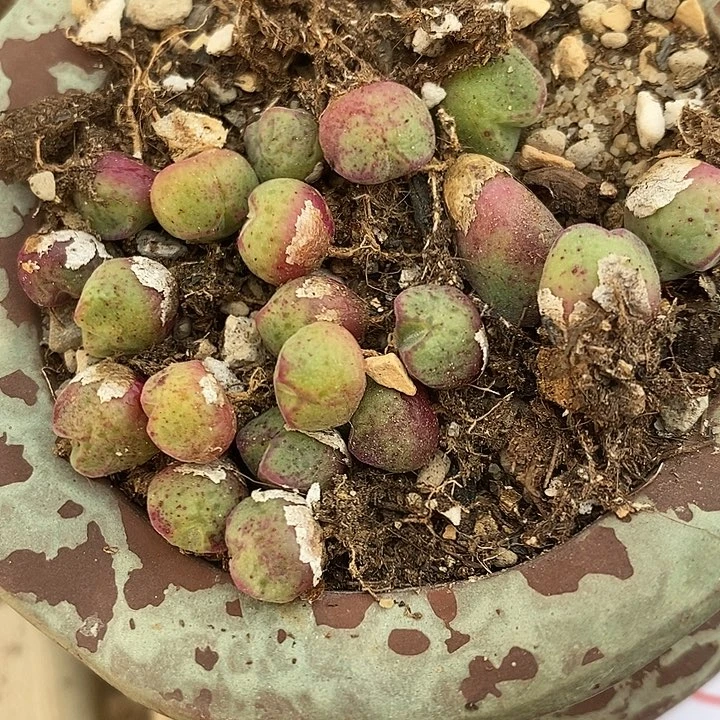 30139猪蹄一组。