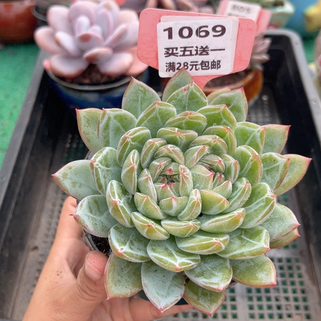 表妹精品多肉植物1069.