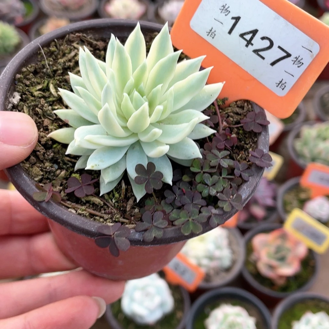 【闪购商品】1427号