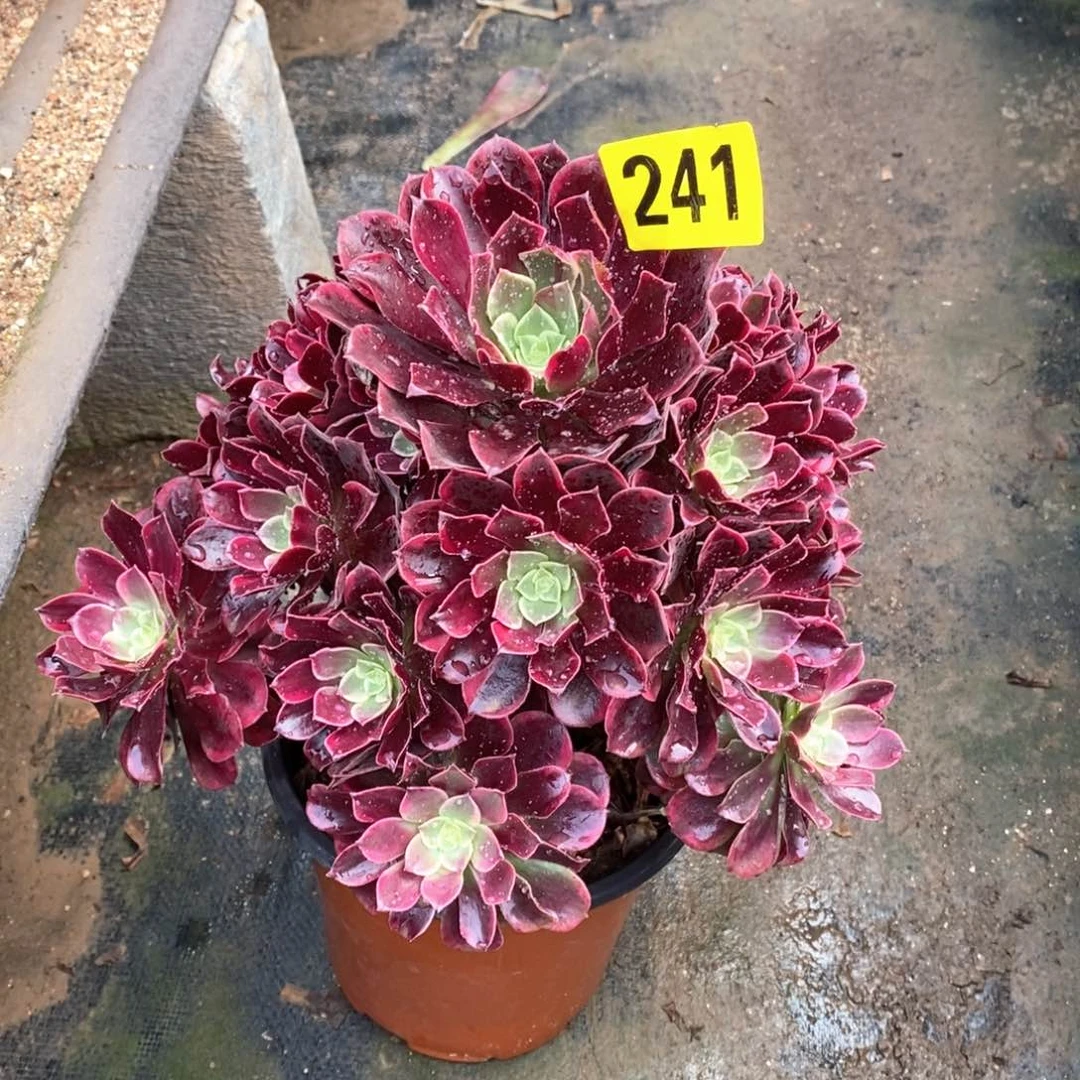 初**z金丝雀多肉法师241