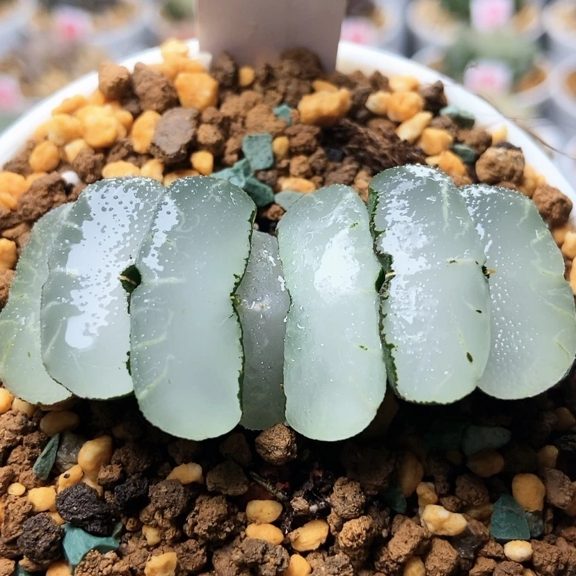 【闪购商品】旷月14