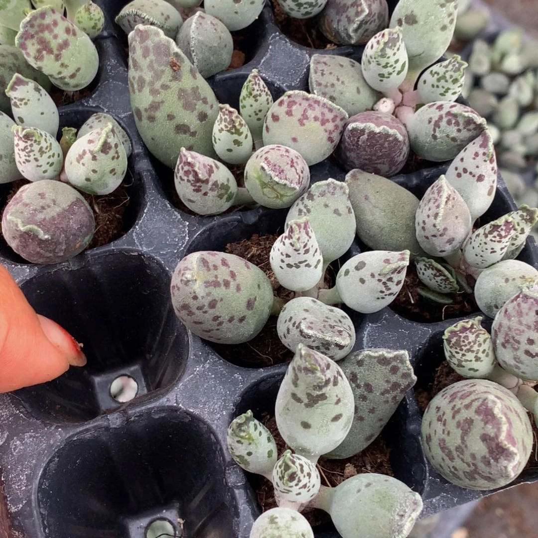 海豹10颗。包邮 多肉