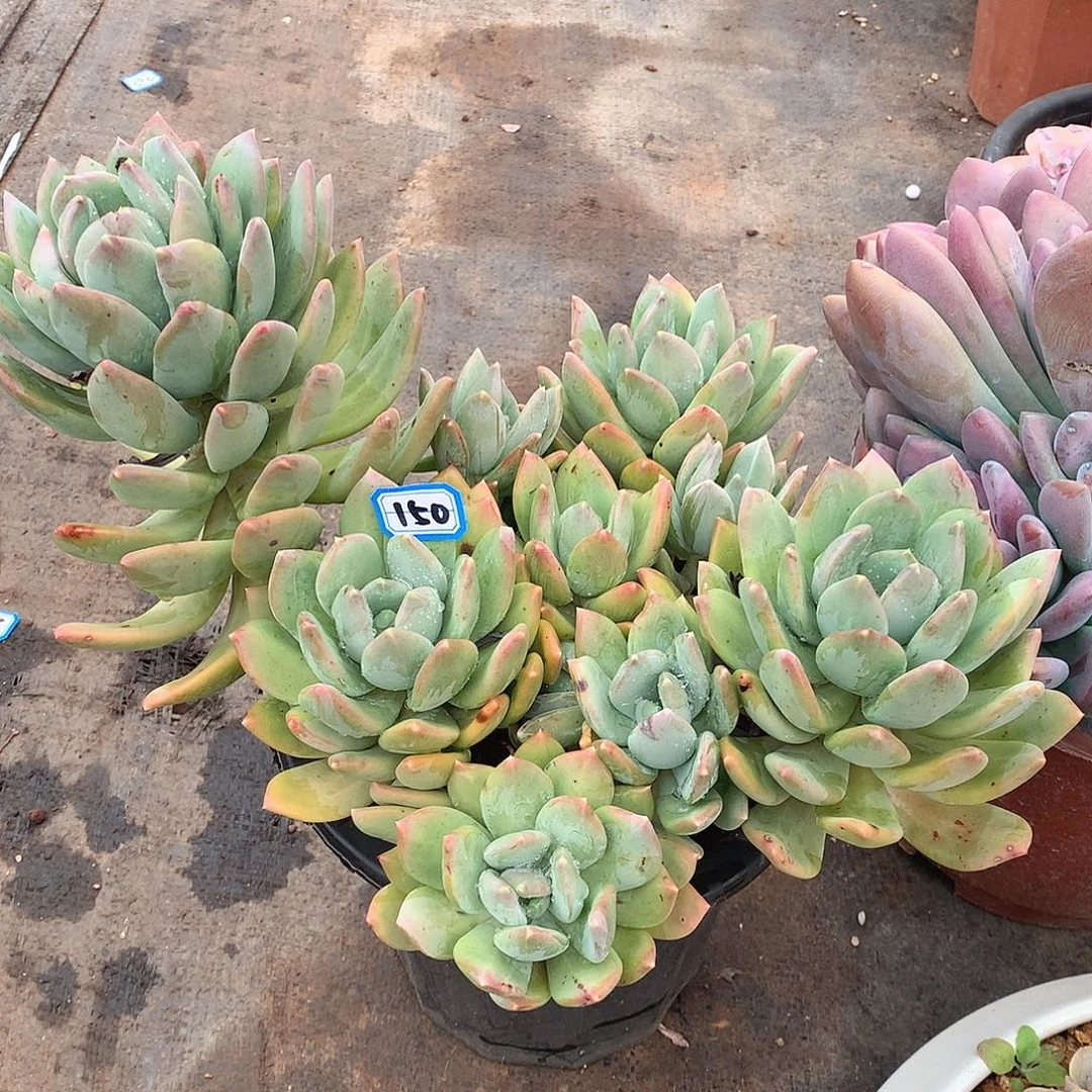 150海洋之星一物一拍多肉