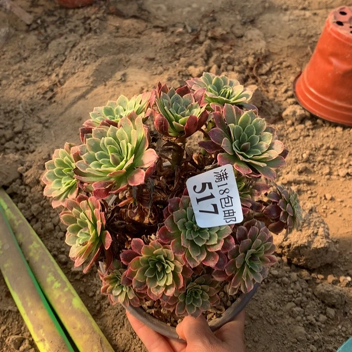 517朝霞绣球2号棚