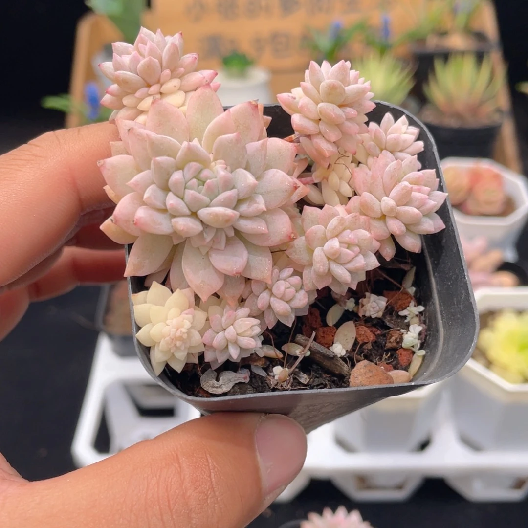 粉蔓锦多肉9.9包邮发货