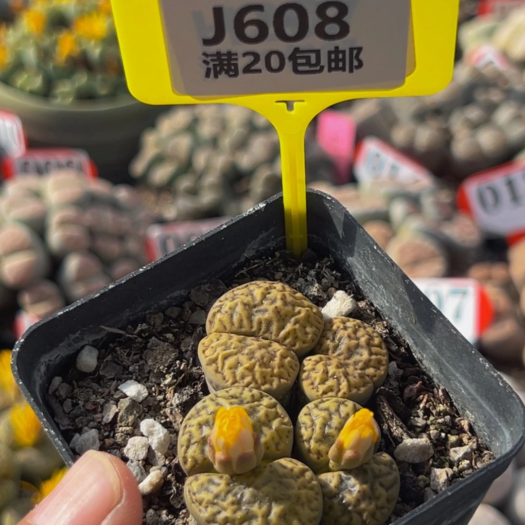 608 大群生大群生大群生