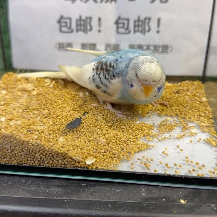 虎皮鹦鹉大头虎皮鹦鹉