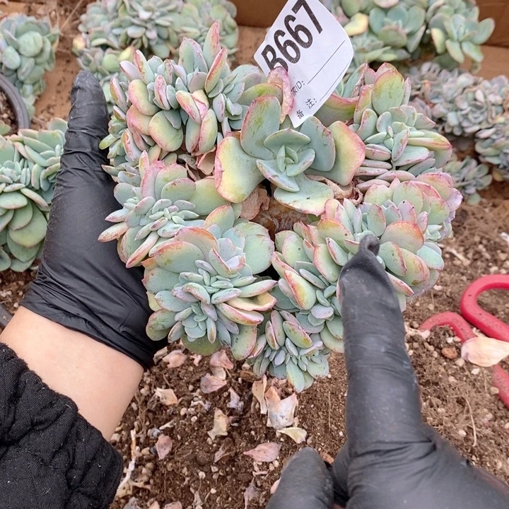 蓉***蓉667 白凤缀呀呀呀呀