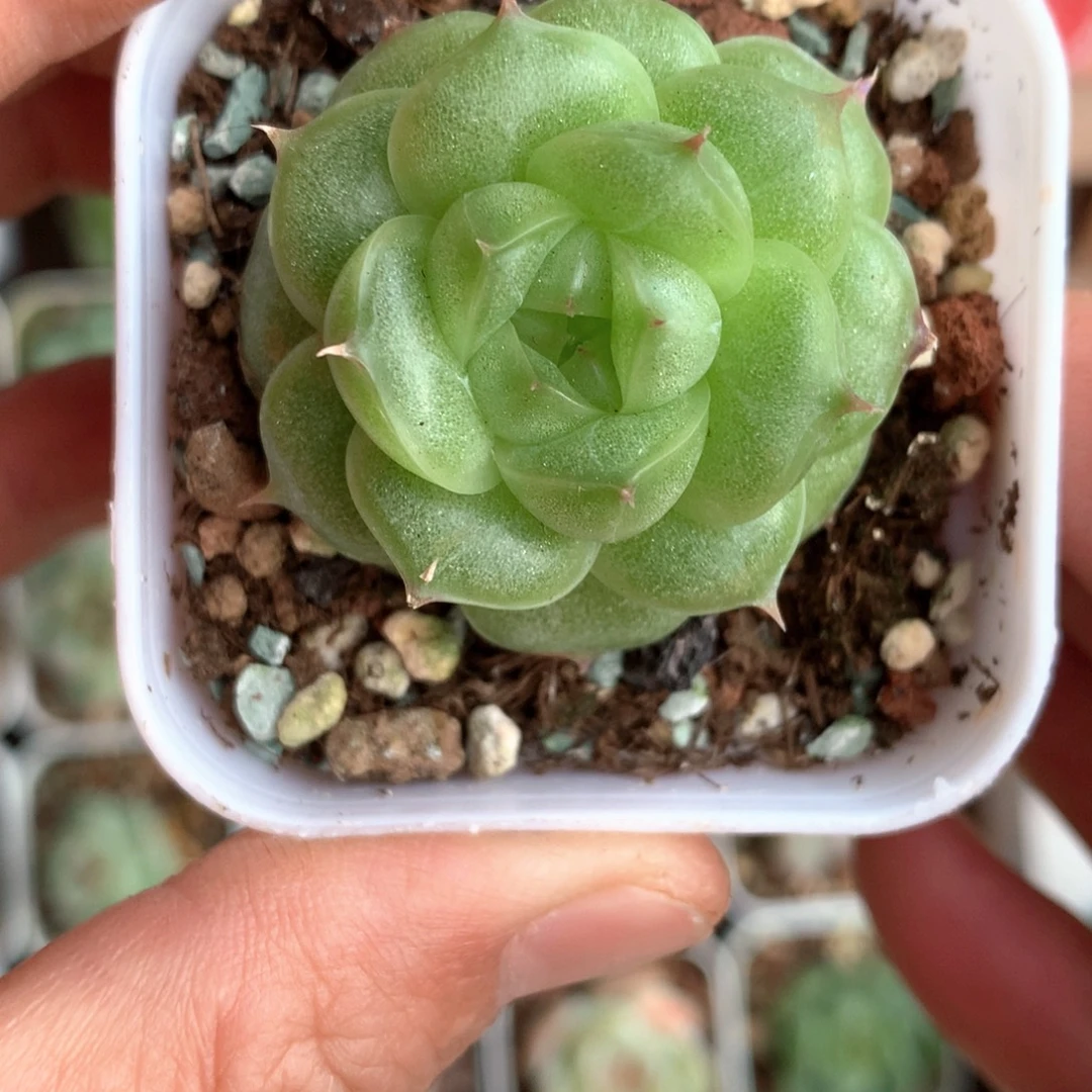 油包子。           12号