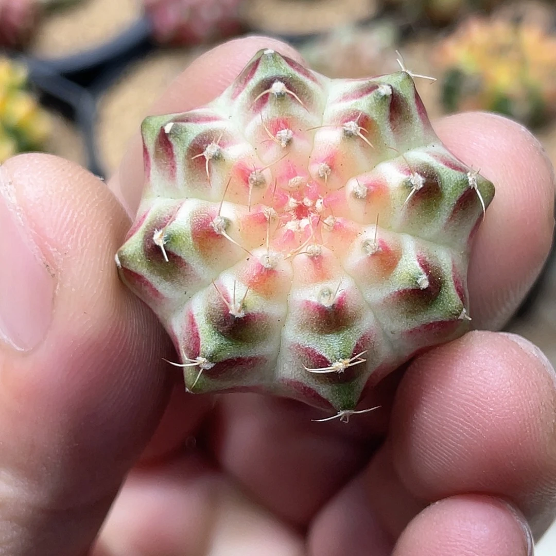 无花朵泰系实生根，包子梦想白轮回