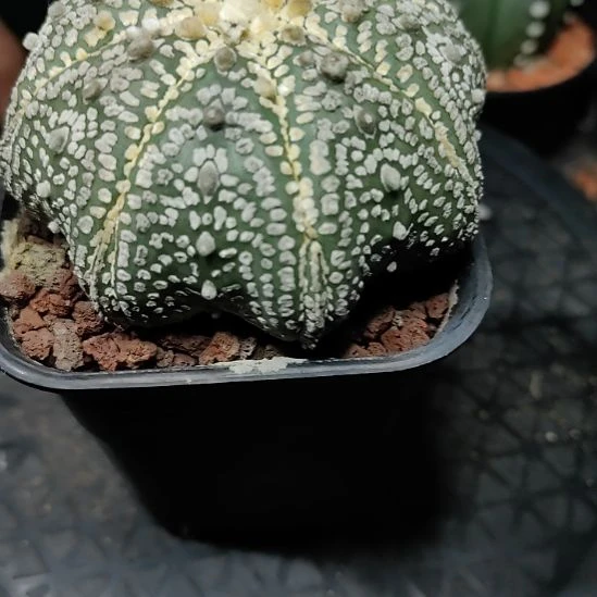 夏***。海星花园兜实生脱盆发货