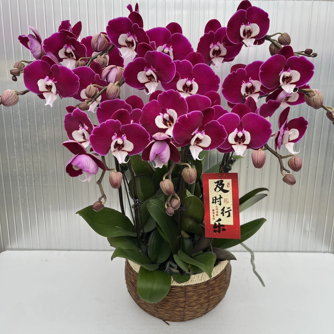 蝴蝶兰【米歇尔】花期巨长推荐好养耐养乔迁送礼广西基地直发