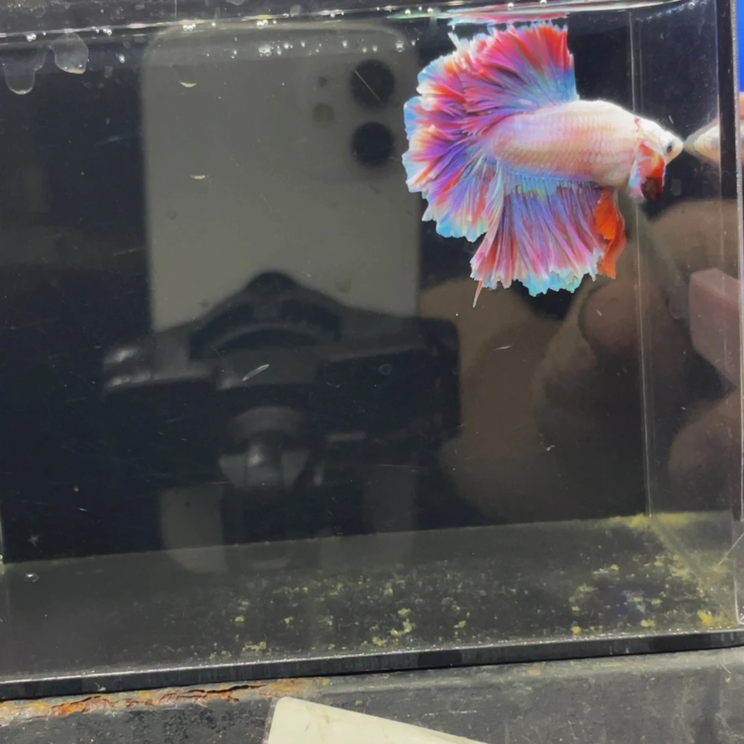 海水鱼这个编码是520