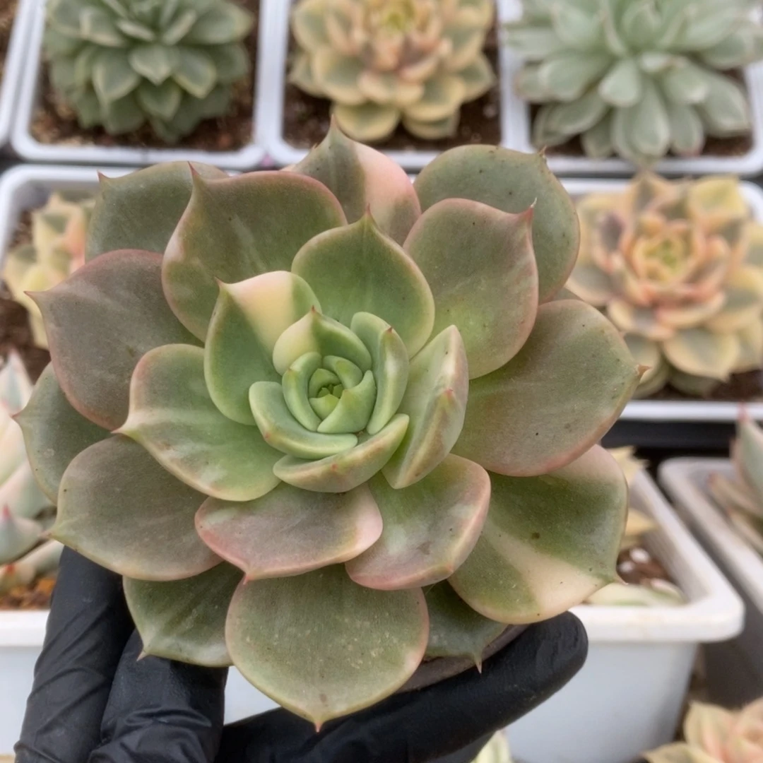 204贝加尔湖锦锦锦锦锦锦锦锦