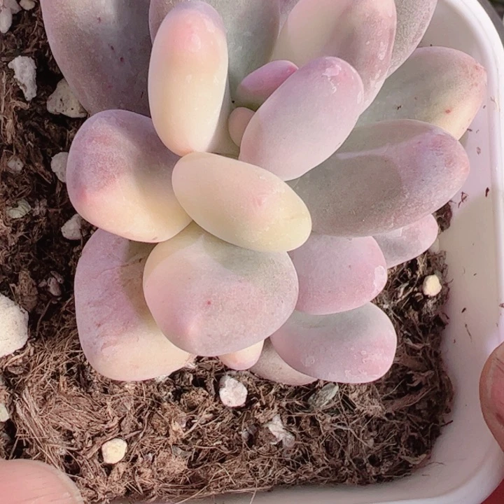 丽****?多肉植物多肉植物