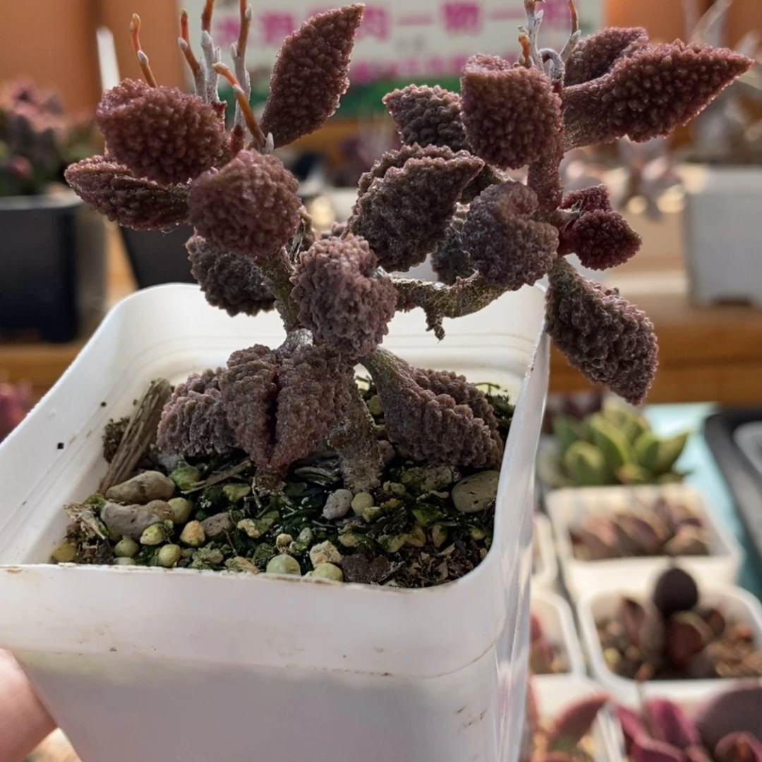 【闪购商品】无花朵荔枝皮