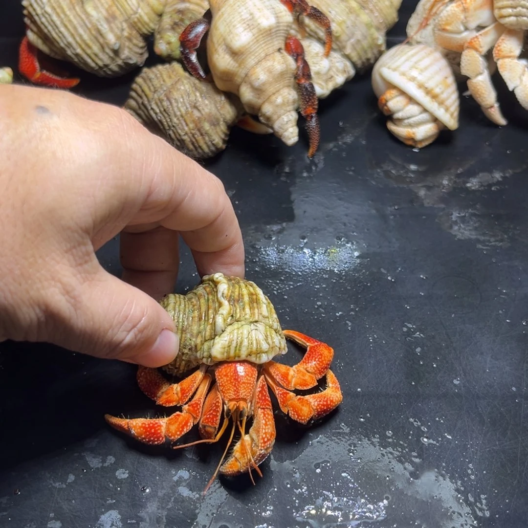 闪5号毛球2.6口径