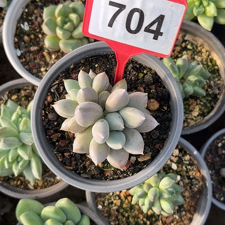 多肉植物海豚体哥特704