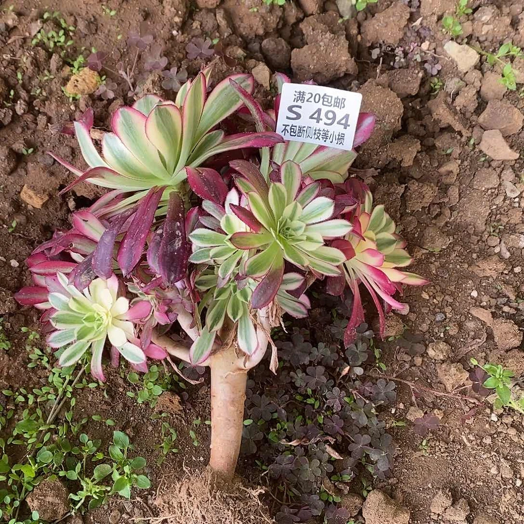 汐*494天合多肉法师锦有砍