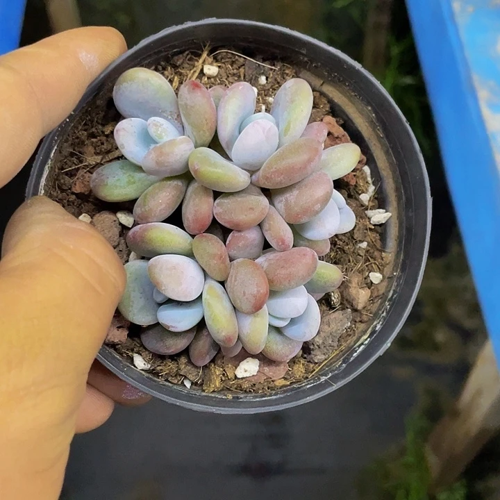 拉拉奶哦哦哦哦哦哦