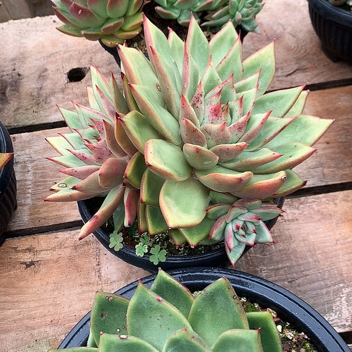 美肉特价活动开始啦