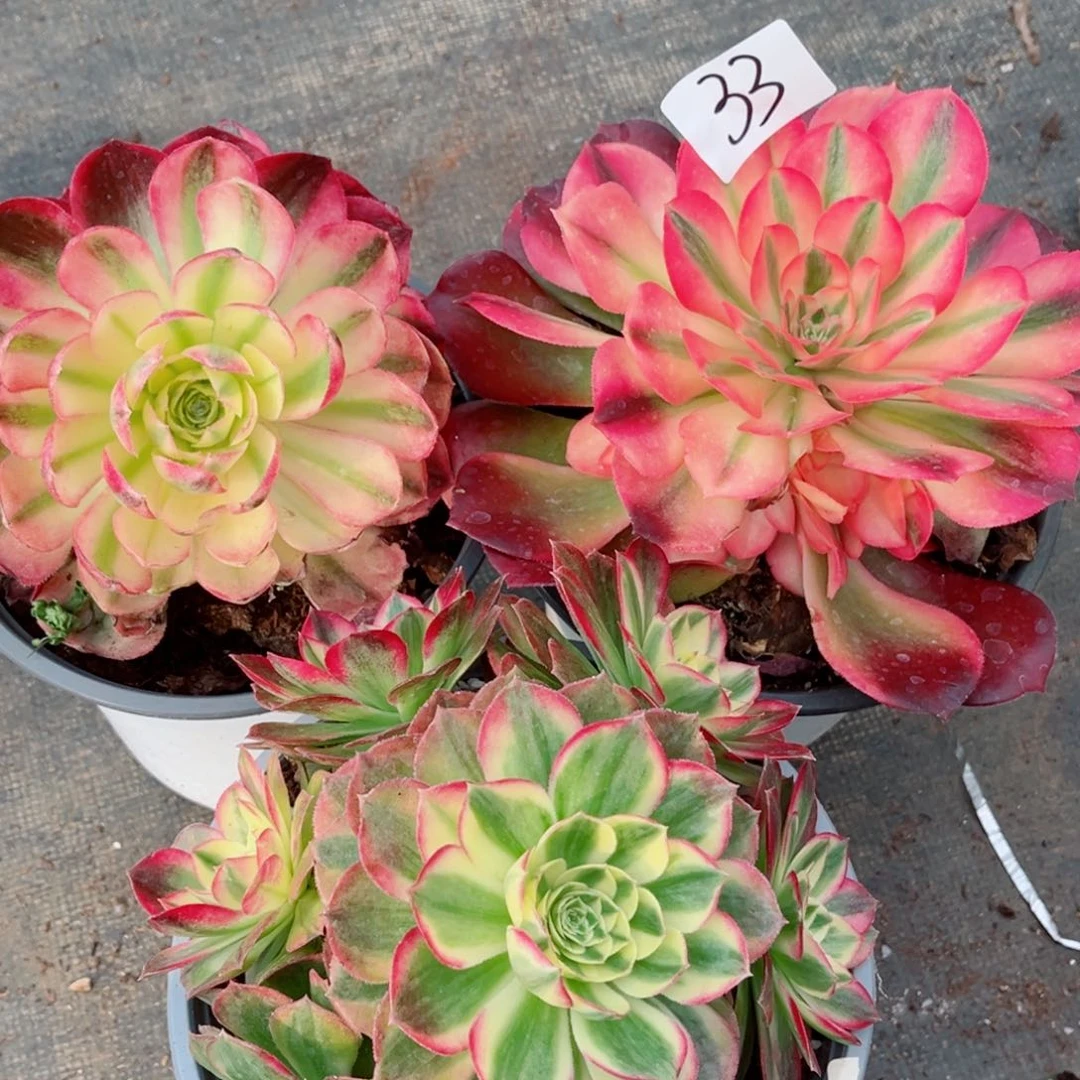 一物一拍多肉法师33