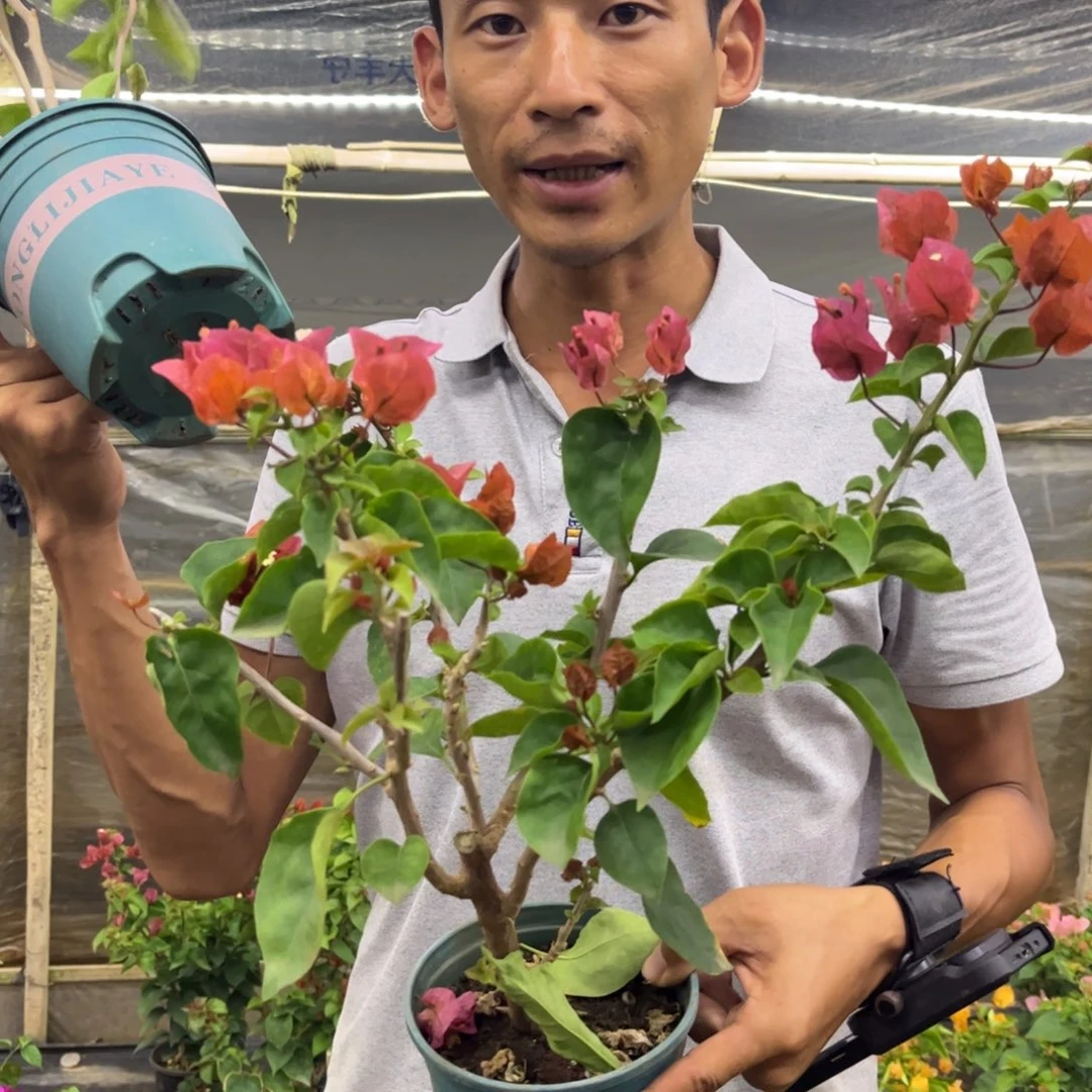 完全开放（巧克力）三角梅会落花落叶会光杆苗有大有小
